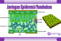Topeng daripada Tumbuhan Miniatur pada Lapisan Epidermis