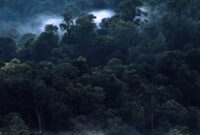 Topeng Kabut Malaikat di Gunung Halimun