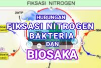 Intipati Simbiosis Bakteria Mulut dan Kelopak Bunga Mawar
